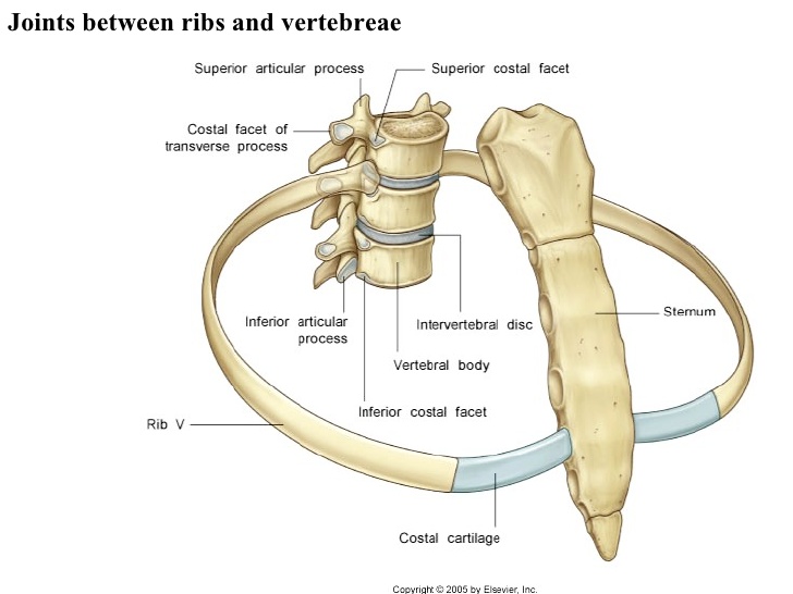 As costelas ligam-se ao esterno à frente e à coluna vertebral atrás
