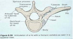 En vy uppifrån och ner av revbens-ledledens artikulation mellan kotan och revbenshuvudet och tuberkel 