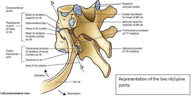 Un. regard détaillé sur les articulations des côtes constituées des articulations costovertébrales et costotransverses 