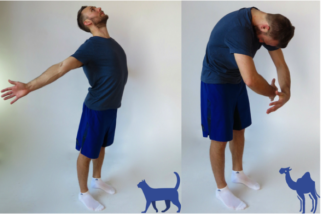 Standing Cat Camel Exercise | Dr Alex Ritza | Downtown Toronto Chiropractor 