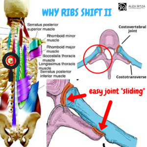 Rib Biomechanics – Pain Fixing