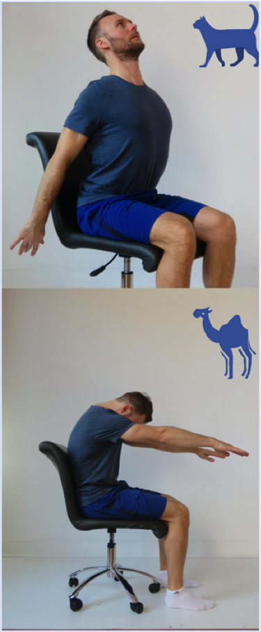 Cat Camel Exercise | Dr Alex Ritza | Downtown Toronto Chiropractor 