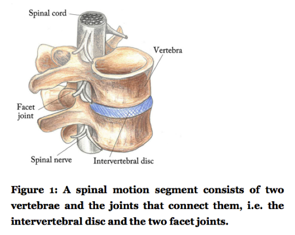 The spinal segment | Dr Alex Ritza